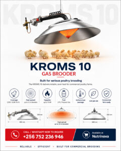 kroms-ew