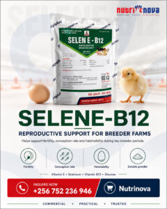 selene-b12